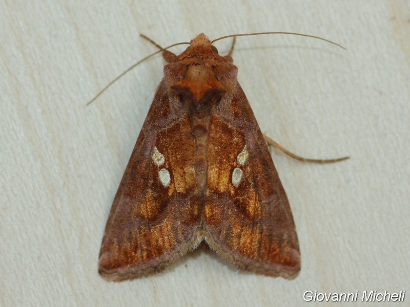 Chrysodeixis chalcites Noctuidae